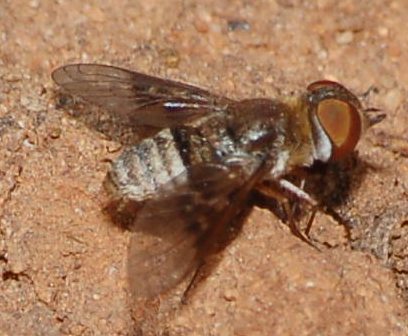 Thyridanthrax cf. elegans (Bombyliidae)