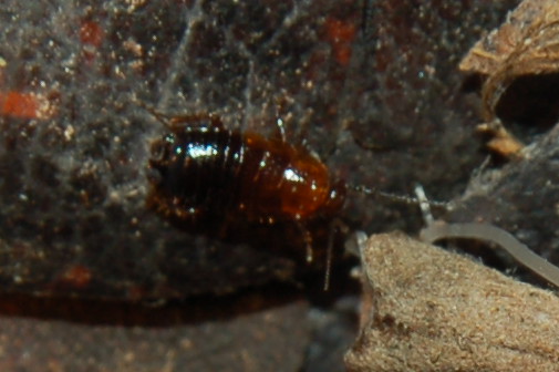 Identificazione scarafaggio sotto foglie secche