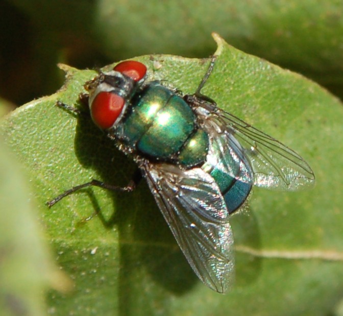 Mosca verde-azzurro