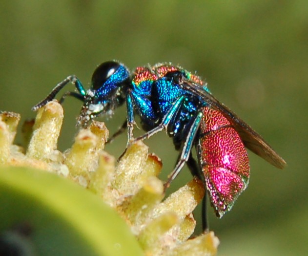 crisidi: colori stupendi in natura