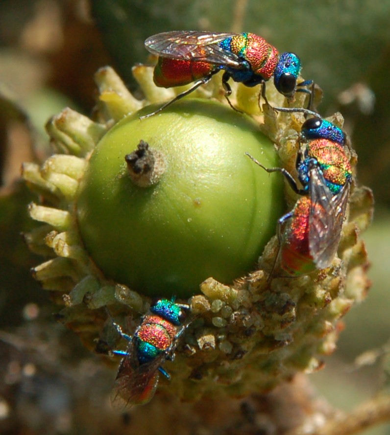 crisidi: colori stupendi in natura