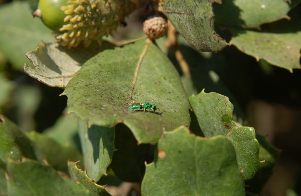 splendido imenottero verde: Chrysidea sp.
