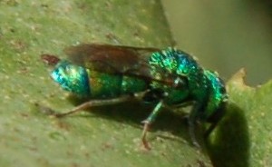 splendido imenottero verde: Chrysidea sp.