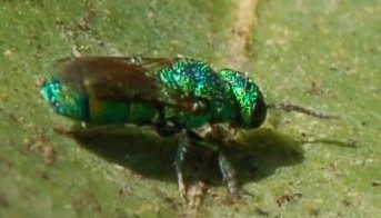 splendido imenottero verde: Chrysidea sp.