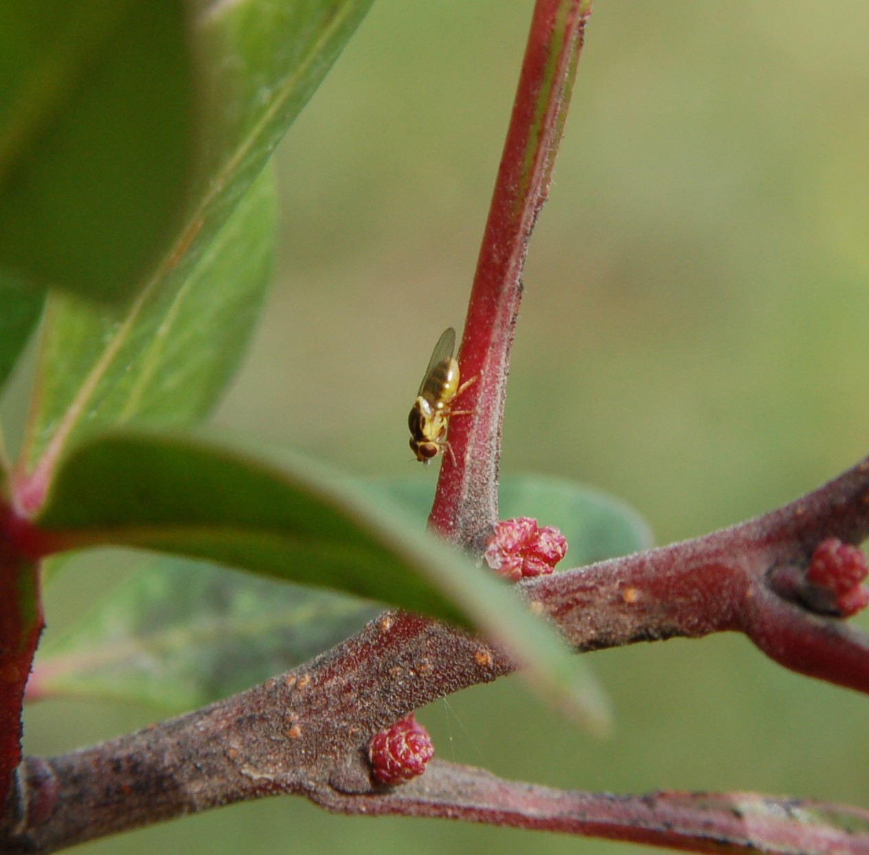 Chloropidae.