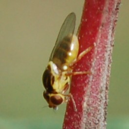 Chloropidae.