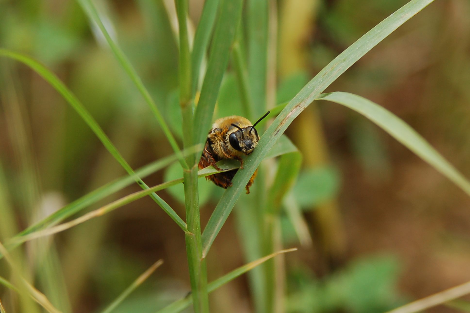 Eucera sp. F. (Apidae)