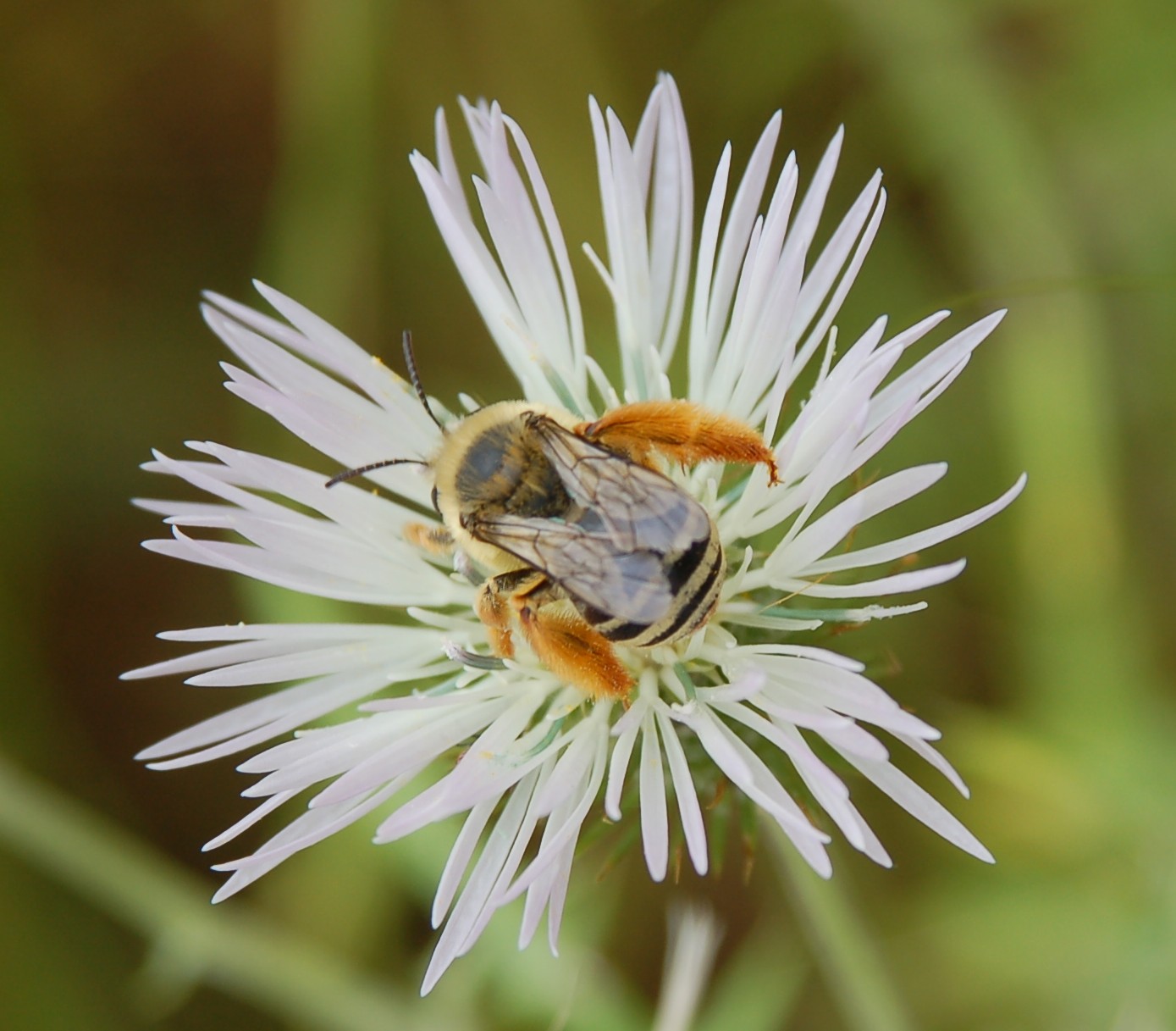 Eucera sp. F. (Apidae)