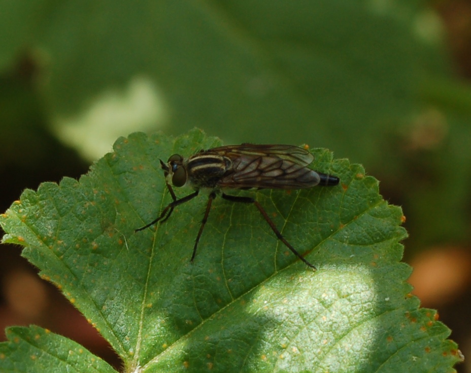 Thereva sp. (Therevidae),