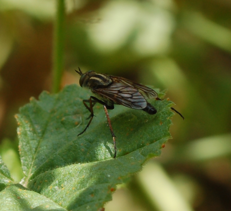 Thereva sp. (Therevidae),