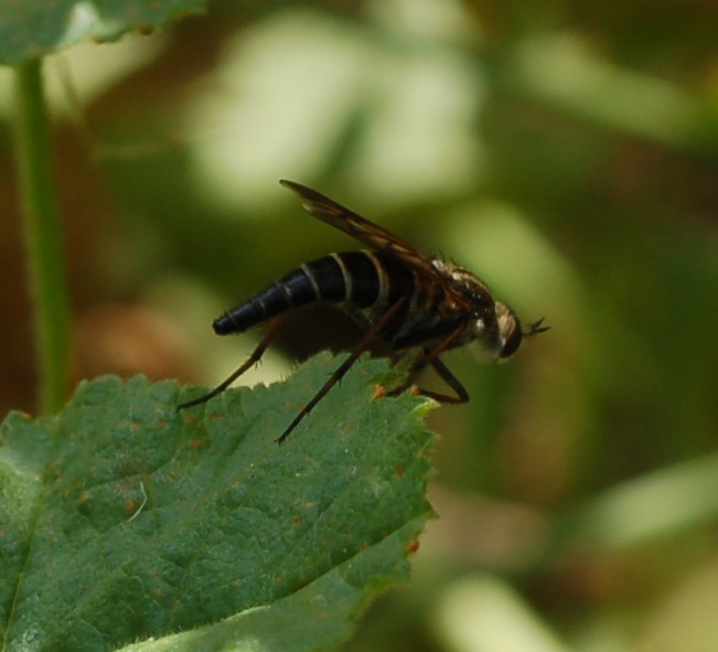 Thereva sp. (Therevidae),