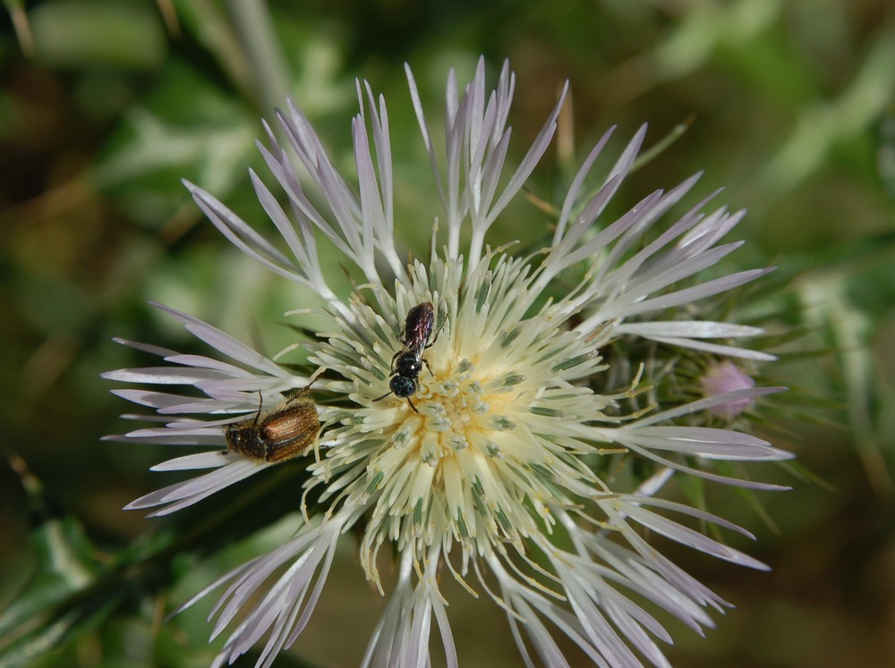 Paratriodonta cinctipennis