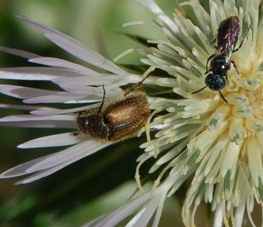 Paratriodonta cinctipennis