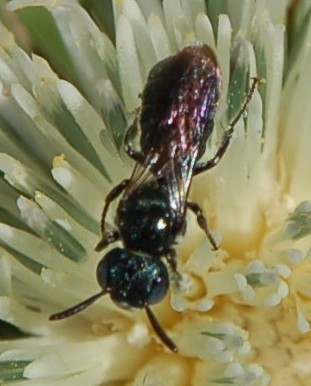 piccola apina scura: maschio di Ceratina sp.