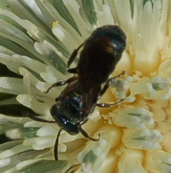 piccola apina scura: maschio di Ceratina sp.