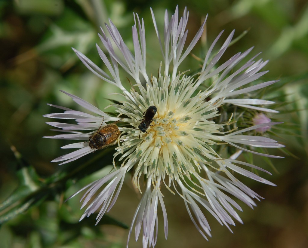 Paratriodonta cinctipennis