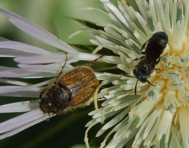 Paratriodonta cinctipennis