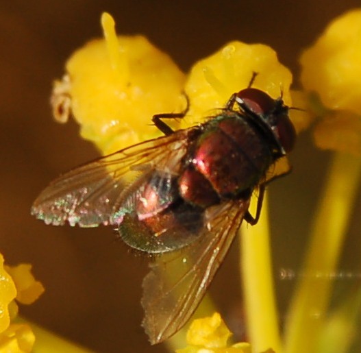 Lucilia molto scura