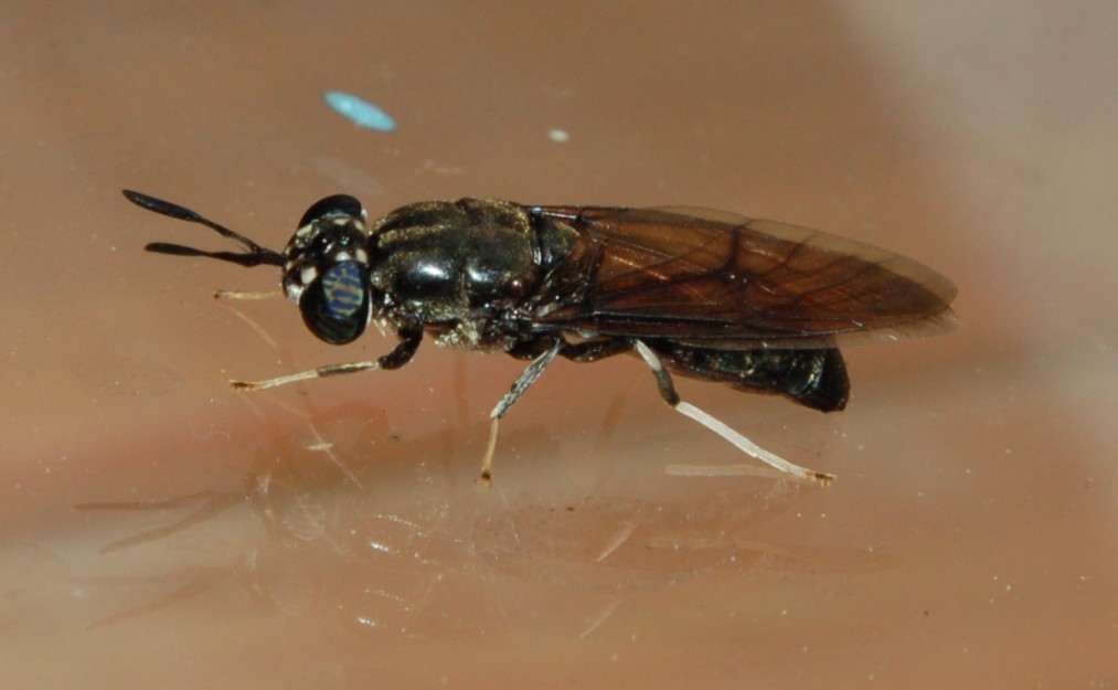 Hermetia illucens F (Stratiomyidae)