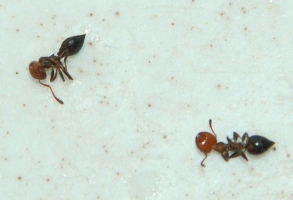 infestazione formiche testarossa