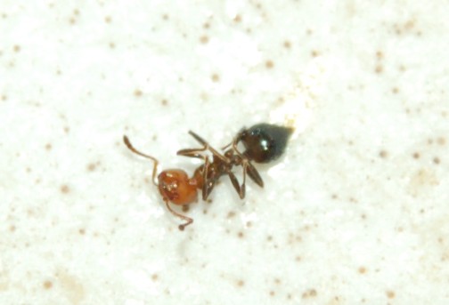 infestazione formiche testarossa