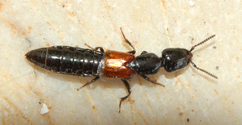 Stafilinide Xantolinino: Megalinus sp.