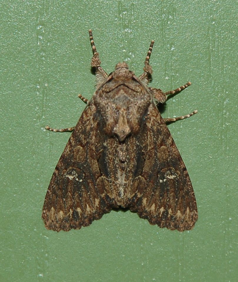 lepidottero trovato in casa