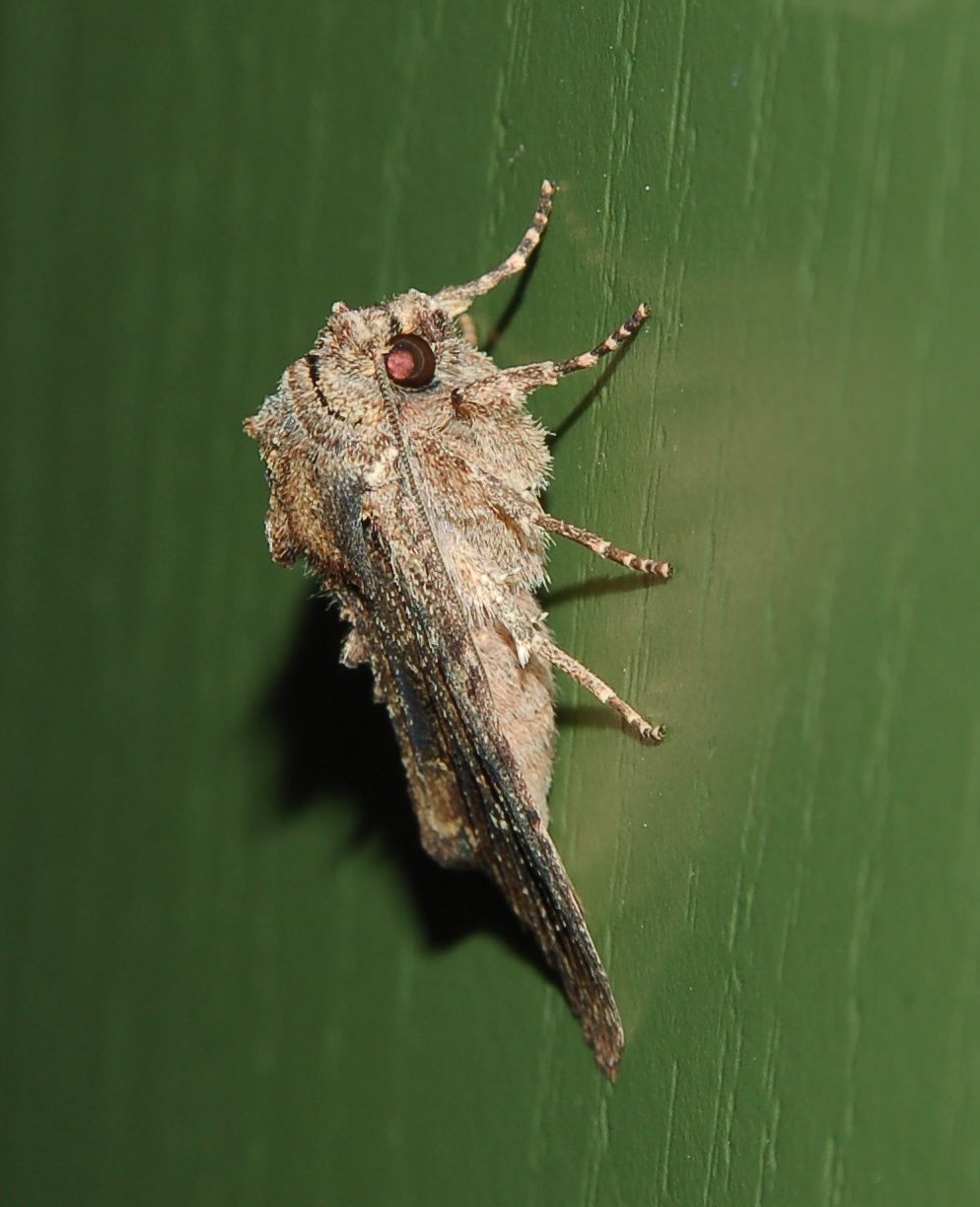 lepidottero trovato in casa