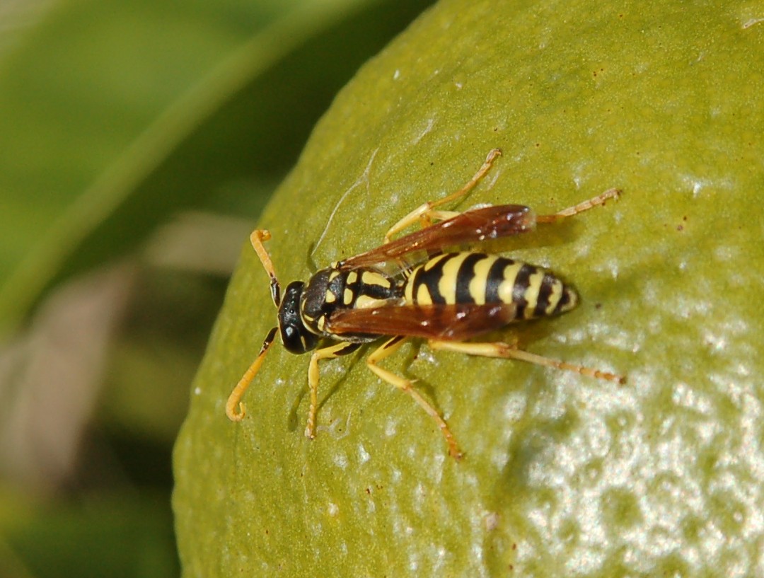 Polistes sp. su buccia di agrume