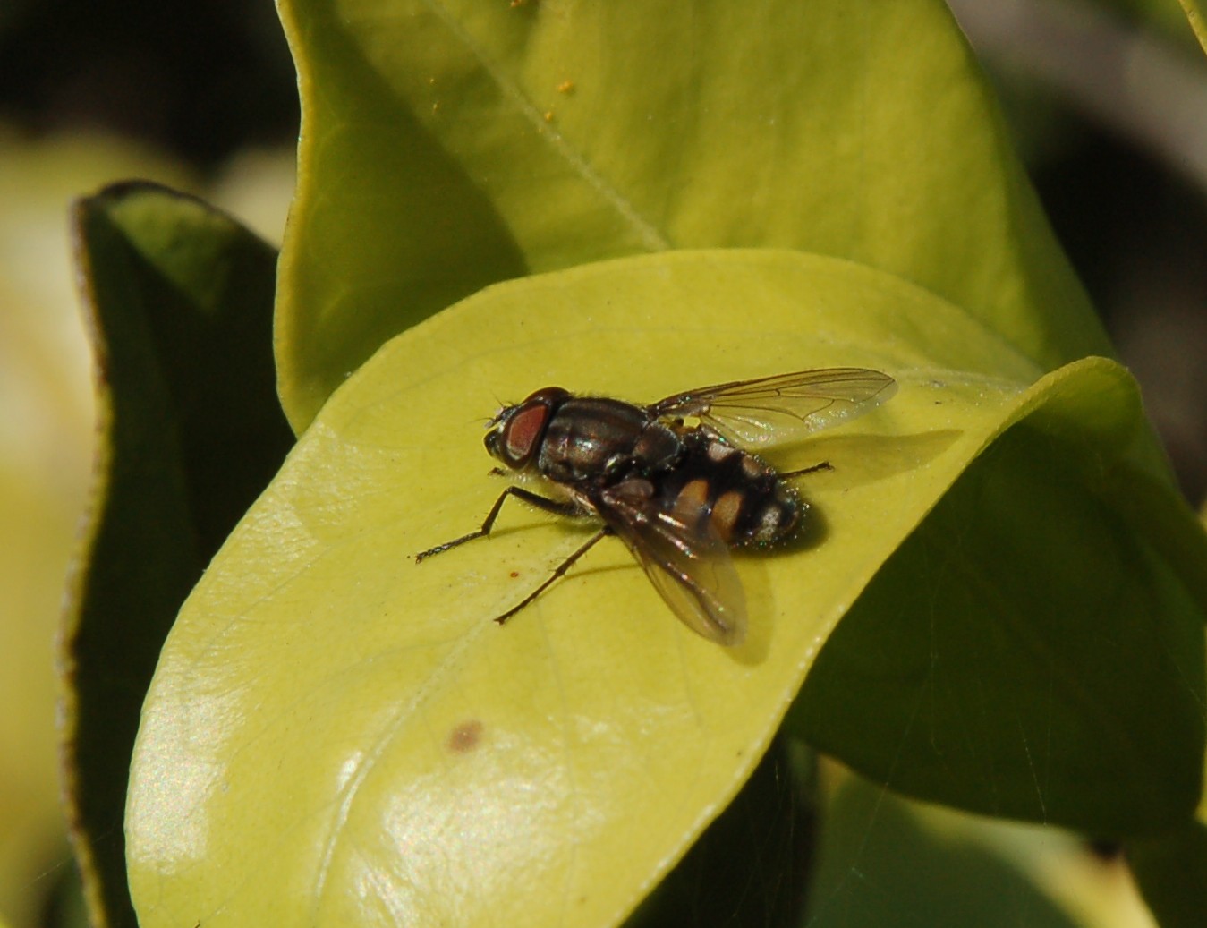 Stomorhina lunata M  (Calliphoridae)