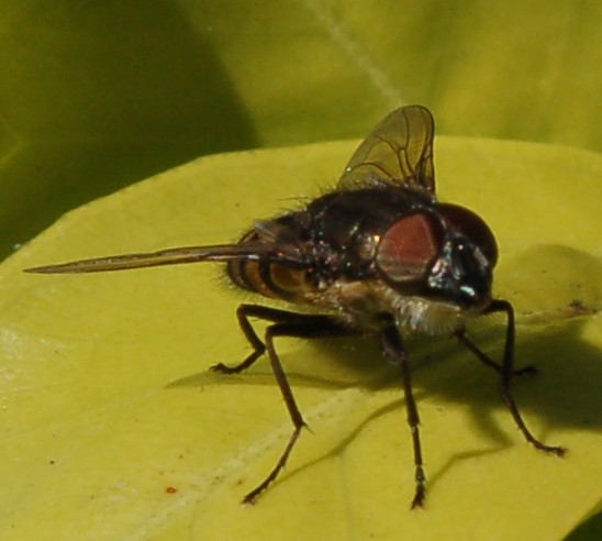 Stomorhina lunata M  (Calliphoridae)