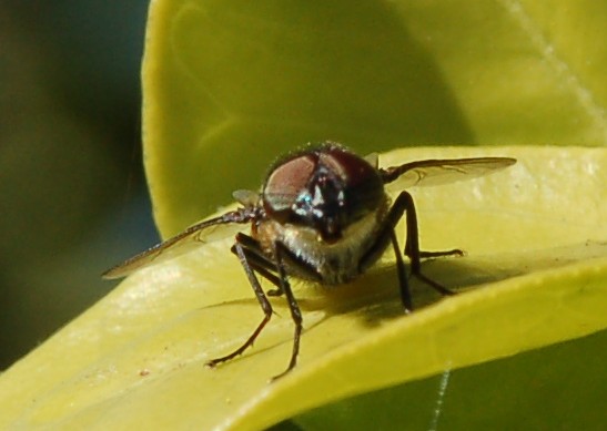 Stomorhina lunata M  (Calliphoridae)