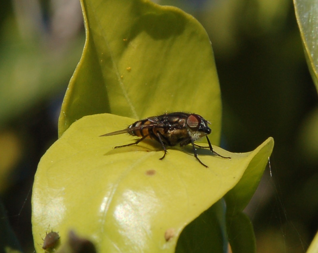 Stomorhina lunata M  (Calliphoridae)