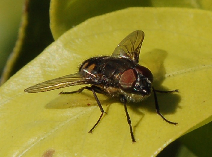 Stomorhina lunata M  (Calliphoridae)
