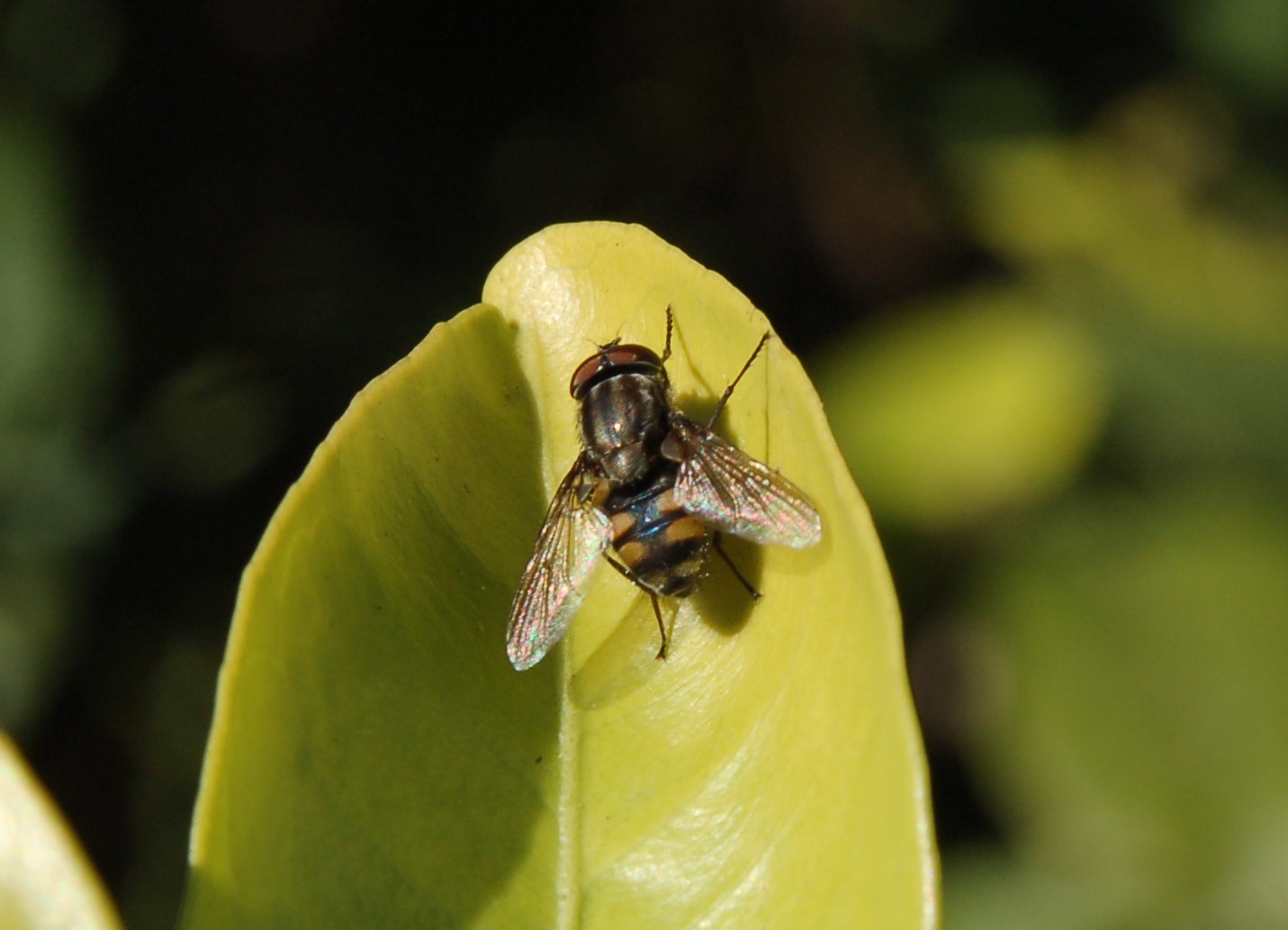 Stomorhina lunata M  (Calliphoridae)