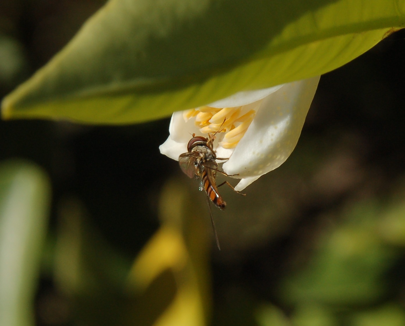 Episyrphus balteatus ???