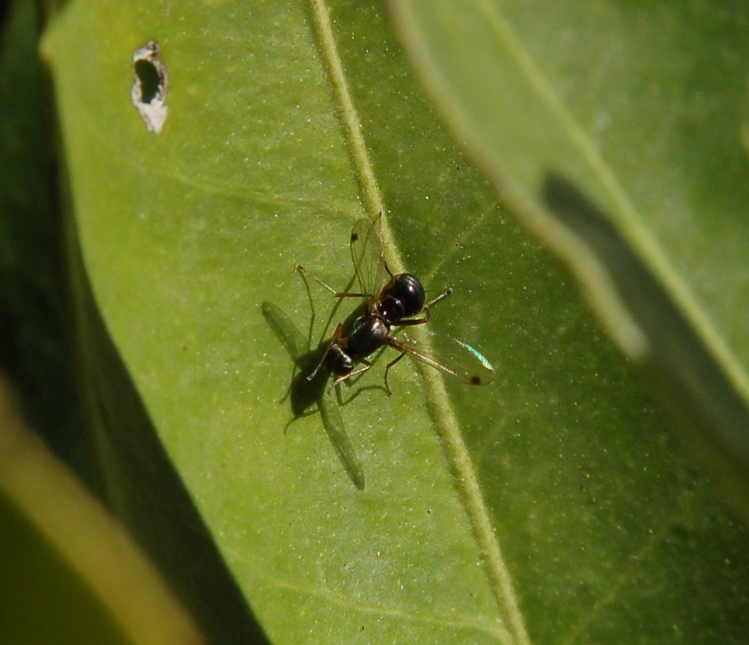 E'' imenottero questo? no, dittero ! Sepsis sp. (Sepsidae)