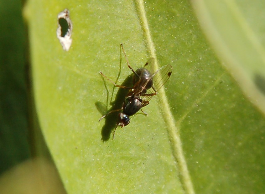 E'' imenottero questo? no, dittero ! Sepsis sp. (Sepsidae)