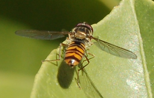 Episyrphus balteatus ???