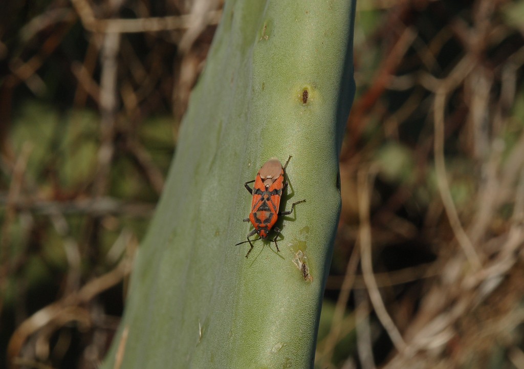 Spilostethus pandurus di Ragusa