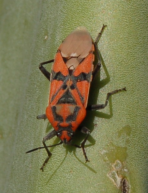 Spilostethus pandurus di Ragusa