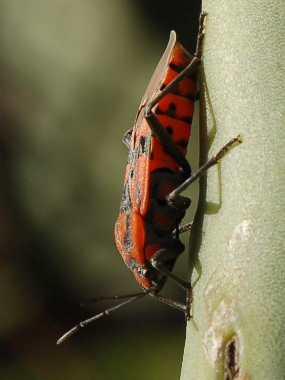 Spilostethus pandurus di Ragusa