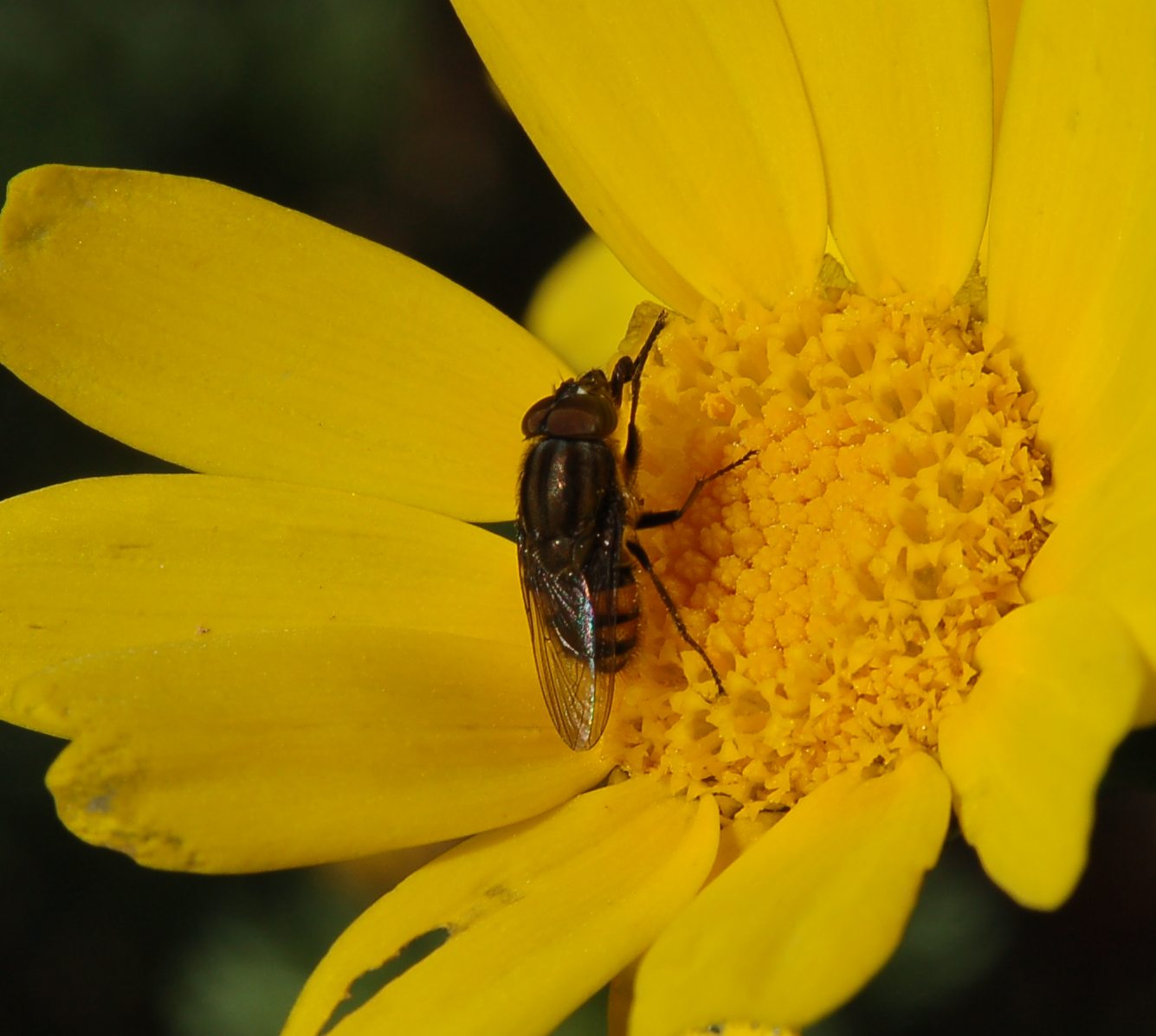 Stomorhina lunata M  (Calliphoridae)