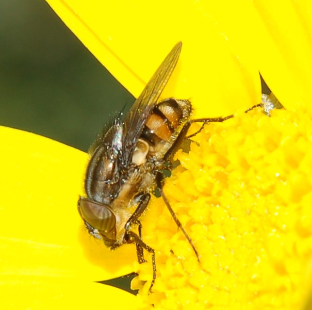 Stomorhina lunata M  (Calliphoridae)