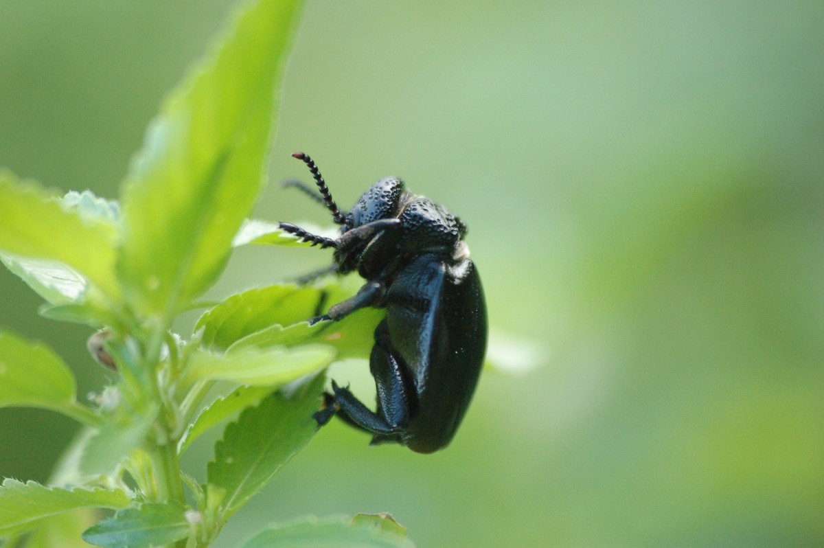 id grande coleottero nero: Meloe tuccius corrosus