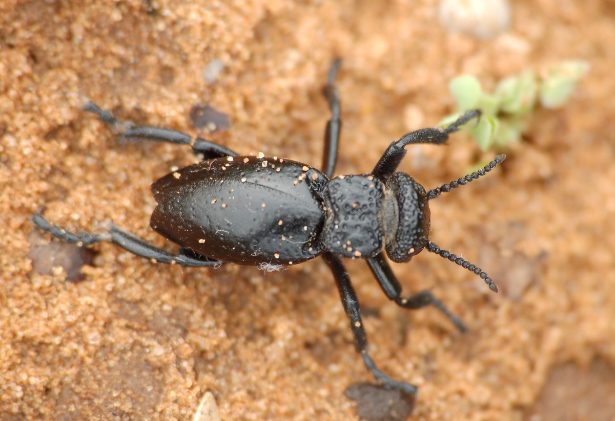 id grande coleottero nero: Meloe tuccius corrosus