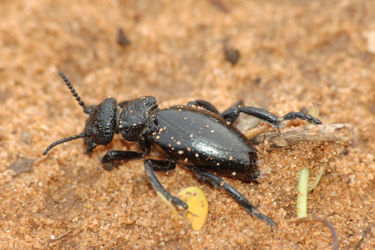 id grande coleottero nero: Meloe tuccius corrosus