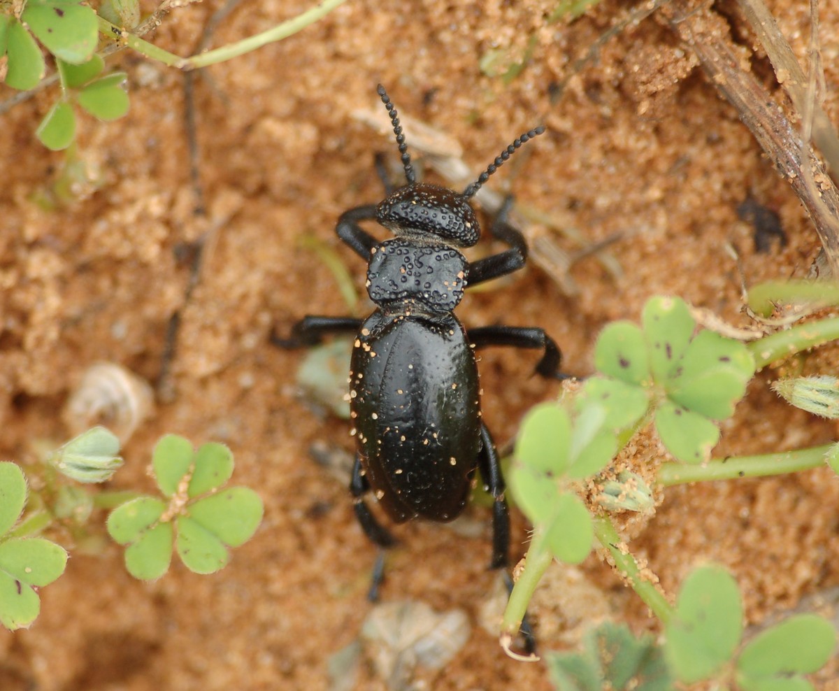 id grande coleottero nero: Meloe tuccius corrosus