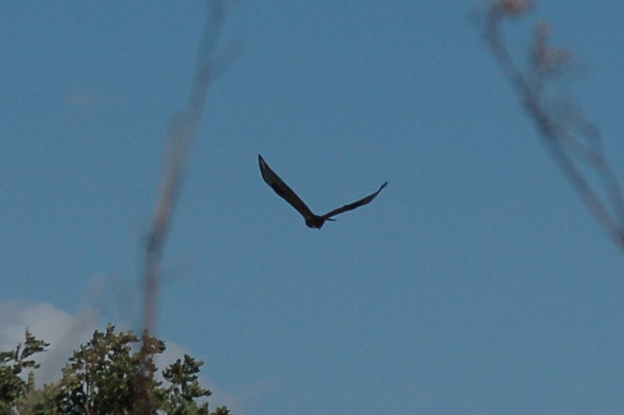 identificazione rapace