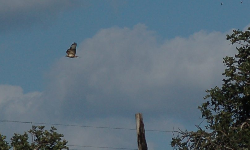 identificazione rapace